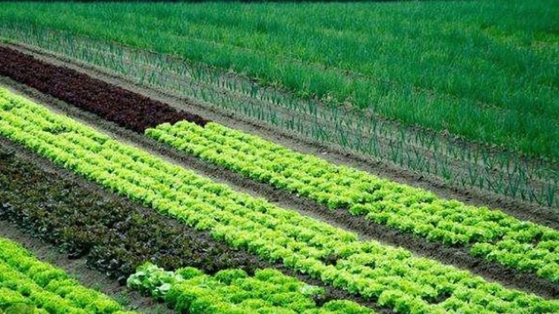农业种植技术员资格证书：价值与获取途径解析**