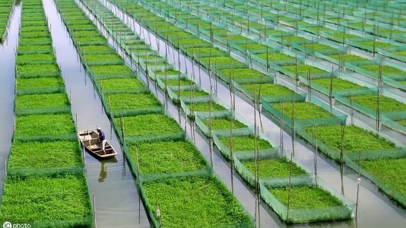山东蔬菜大棚：揭秘高效农业的“温室”秘密**