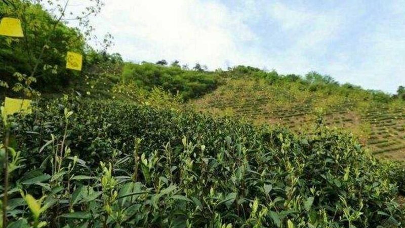 家庭农场有机蔬菜种植，标准如何界定？**