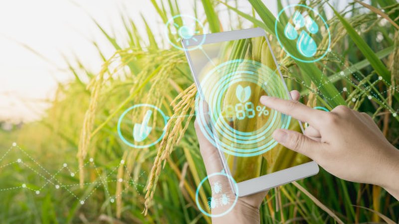 阳台农业种植肥料用量多少：科学施肥的秘诀